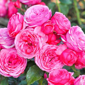 Ruže floribunda Pink Vaza  slika 4