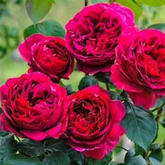 Ruže floribunda Pure Aroma ®, C3 slika 4