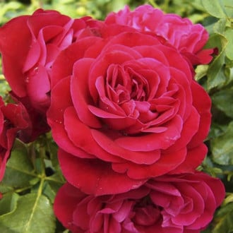 Ruže floribunda Red Meilove ®, С3 slika 1