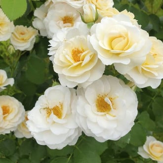 Ruže floribunda Zorza® slika 3