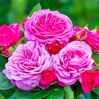 Ruže Heidi Klum slika 3