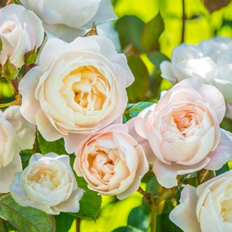 English Rose Desdemona®, C5 slika 1