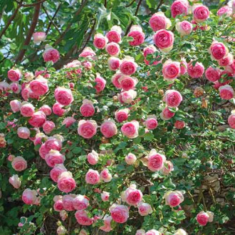 Ruže penjačice Eden Rose  slika 4