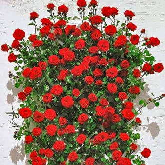 Ruže penjačice Mushimara slika 4