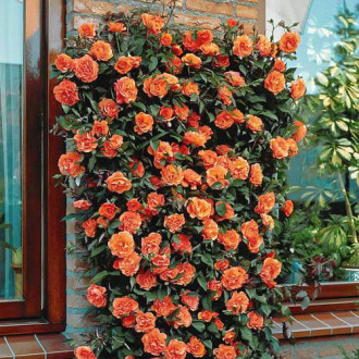 Ruže penjačice Orange slika 5