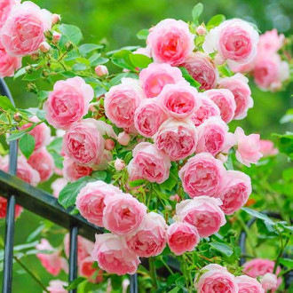 Ruže penjačice Pink Cloud slika 5
