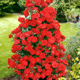 Ruže penjačice Red slika 1