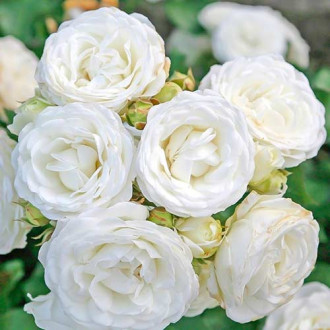 Ruže White Babyflor slika 5
