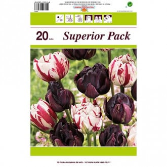 Set frotirnih tulipana Magic of color slika 2