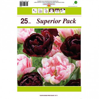 Set frotirnih tulipana od 2 sorte slika 4