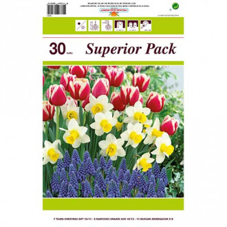 Set narcisa, tulipana, muskari (30 luk.) slika 6