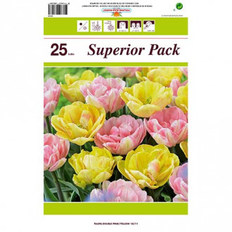 Set tulipana od 2 sorte slika 3