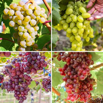Set vinove loze Sorbet od grožđa, 4 sadnice slika 2