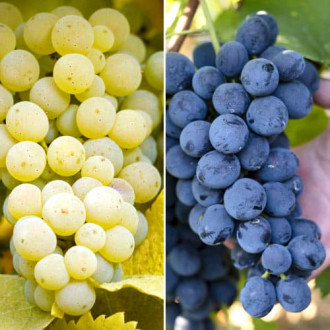 Set vinove loze super otporne na mraz, 2 sadnice slika 4
