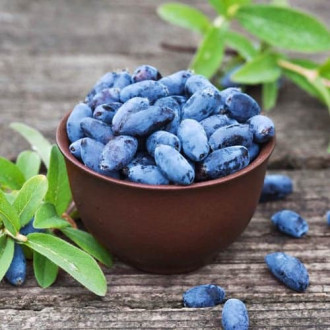 Sibirska borovnica (Honeyberry) Aurora, P9 slika 1