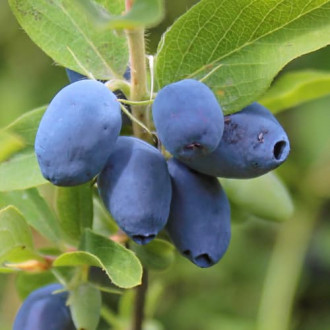 Sibirska borovnica (Honeyberry) Boreal Beauty, P9 slika 3