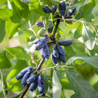 Sibirska borovnica (Honeyberry) Morena slika 5