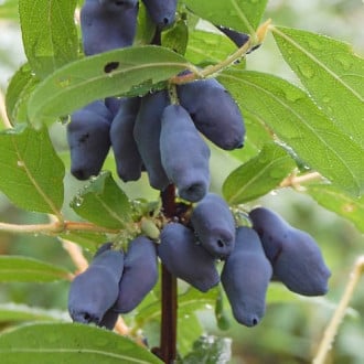 Sibirska borovnica (Honeyberry) Wołoszebnica slika 5