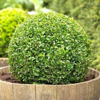 Šimšir (Buxus sempervirens) slika 1