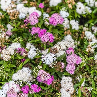 Spiraea japonica Genpei, С2 slika 1