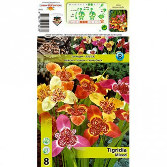 Tigridia mix multicolor slika 3