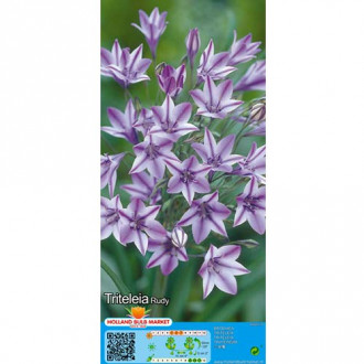 Triteleia Rudy slika 4