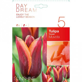 Tulipa Muvota slika 5