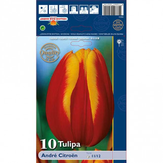 Tulipan Andre Citroen slika 5