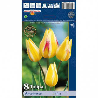 Tulipan Antoinette slika 1