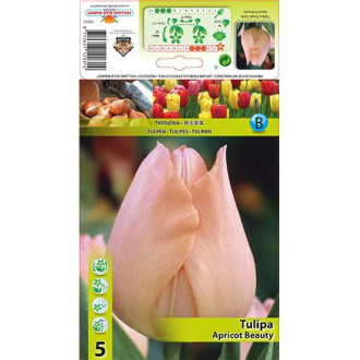 Tulipan Apricot Beauty slika 1