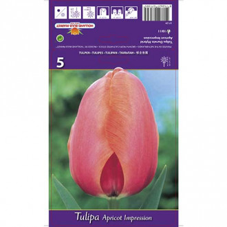 Tulipan Apricot Impression slika 4