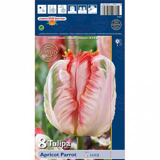 Tulipan Apricot Parrot slika 1