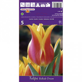 Tulipan Ballade Dream slika 3