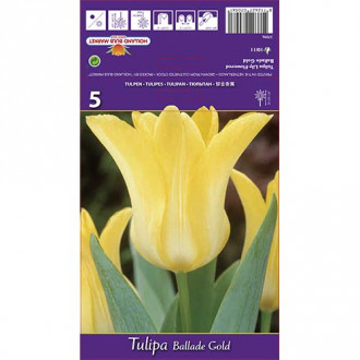 Tulipan Ballade Gold slika 5
