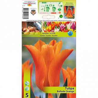 Tulipan Ballade Orange slika 4