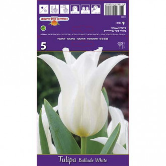 Tulipan Ballade White slika 5