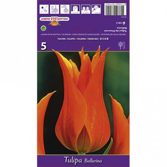 Tulipan Ballerina slika 5