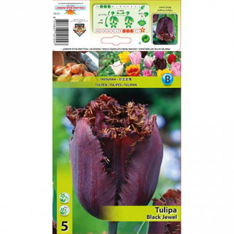 Tulipan Black Jewel slika 4