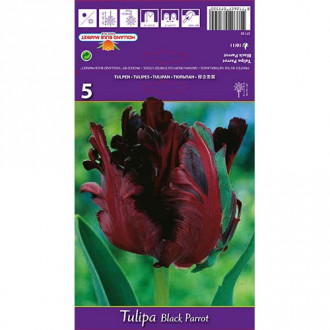 Tulipan Black Parrot slika 3