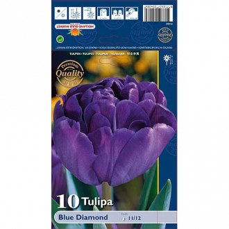 Tulipan Blue Diamond slika 2