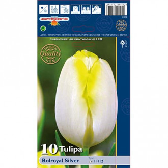 Tulipan Bolroyal Silver slika 4