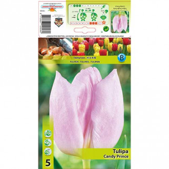 Tulipan Candy Prince slika 4