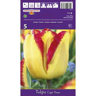 Tulipan Cape Town slika 1