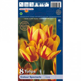 Tulipan Colour Spectacle slika 4