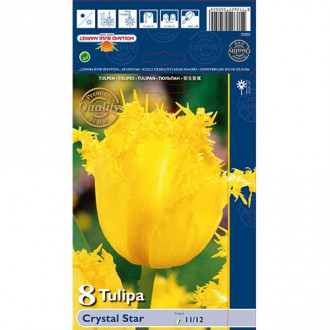 Tulipan Crystal Star slika 5