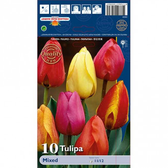 Tulipan Darwin Hybrid Mixed slika 2