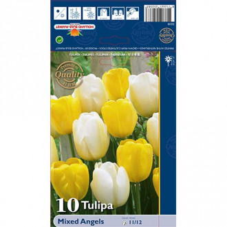 Tulipan Darwin - Mixed Angels slika 1