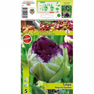 Tulipan Double Negrita slika 3