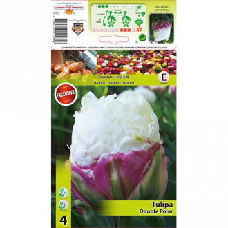 Tulipan Double Polar slika 3