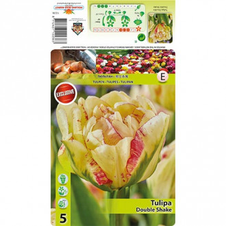 Tulipan Double Shake slika 1